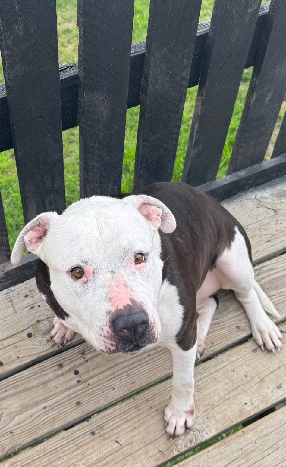 Georgia Female American Staffordshire Terrier