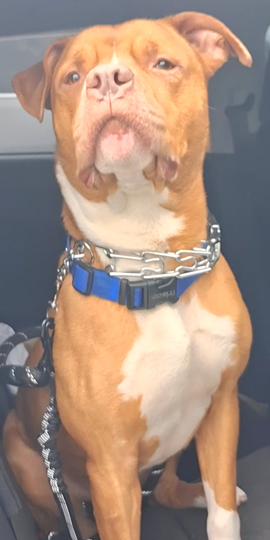 Frank Ocean Male Pitbull