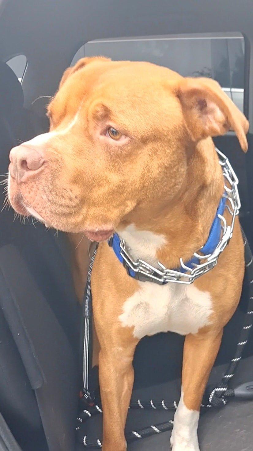 Frank Ocean Male Pitbull