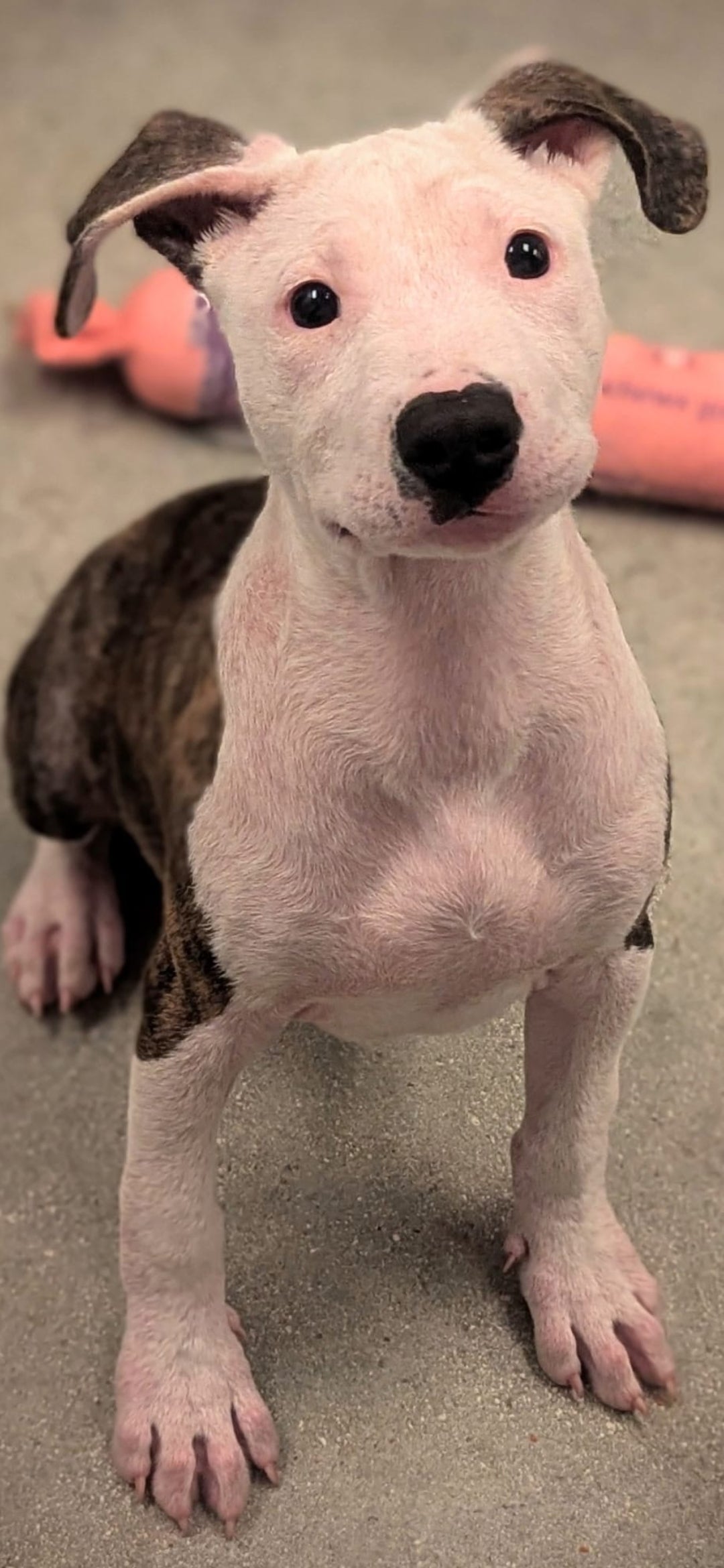 Patrick Male Bull Terrier Puppy