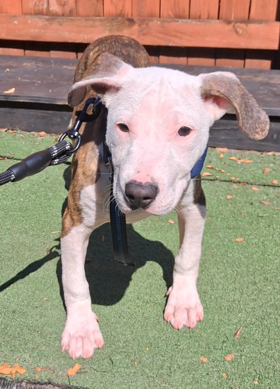 Patrick Male Bull Terrier Puppy