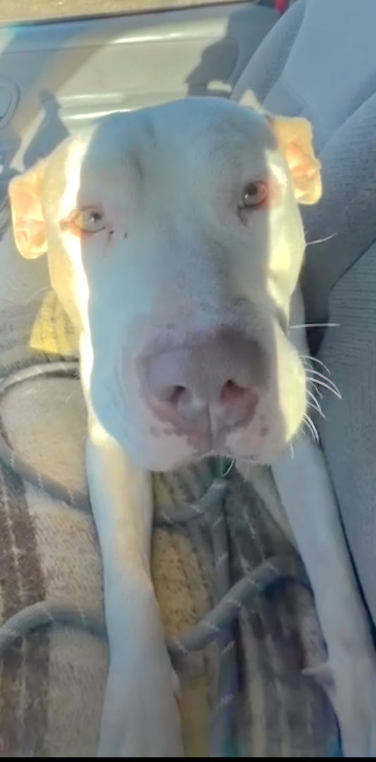 Arlo Male American Staffordshire Terrier