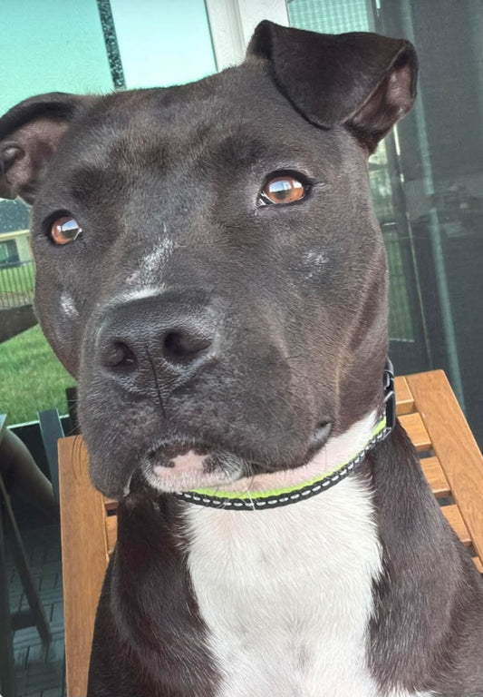 Tammie Female Labrador Retriever Mix
