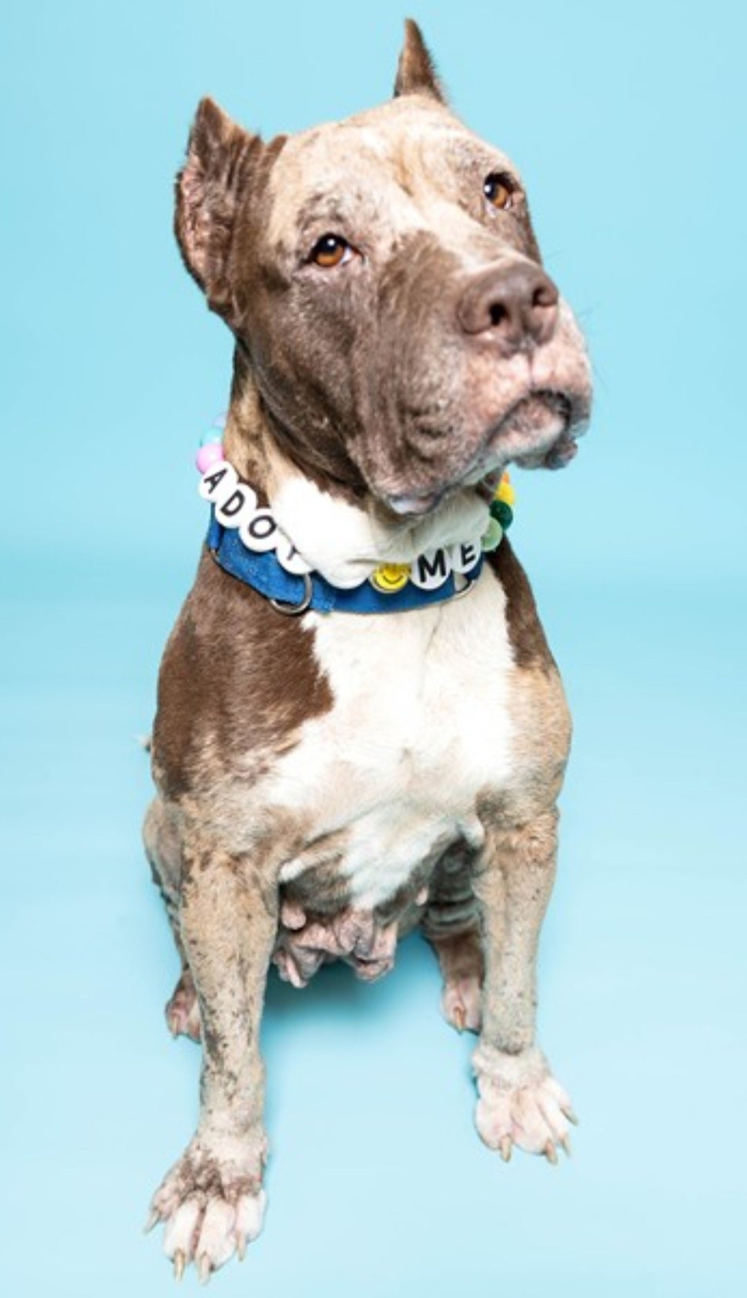 Caramel Female American Staffordshire Terrier