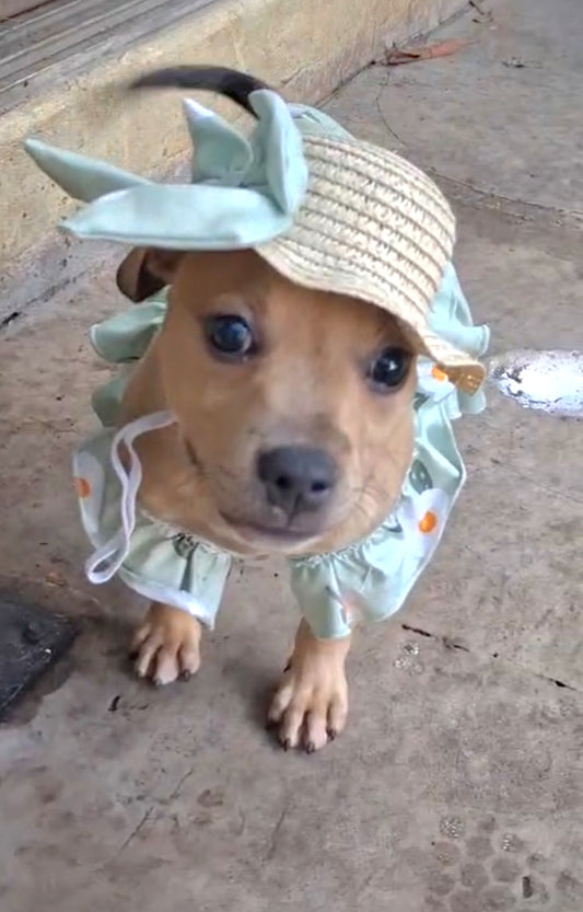 Bianca Female American Staffordshire Terrier Mix Puppy