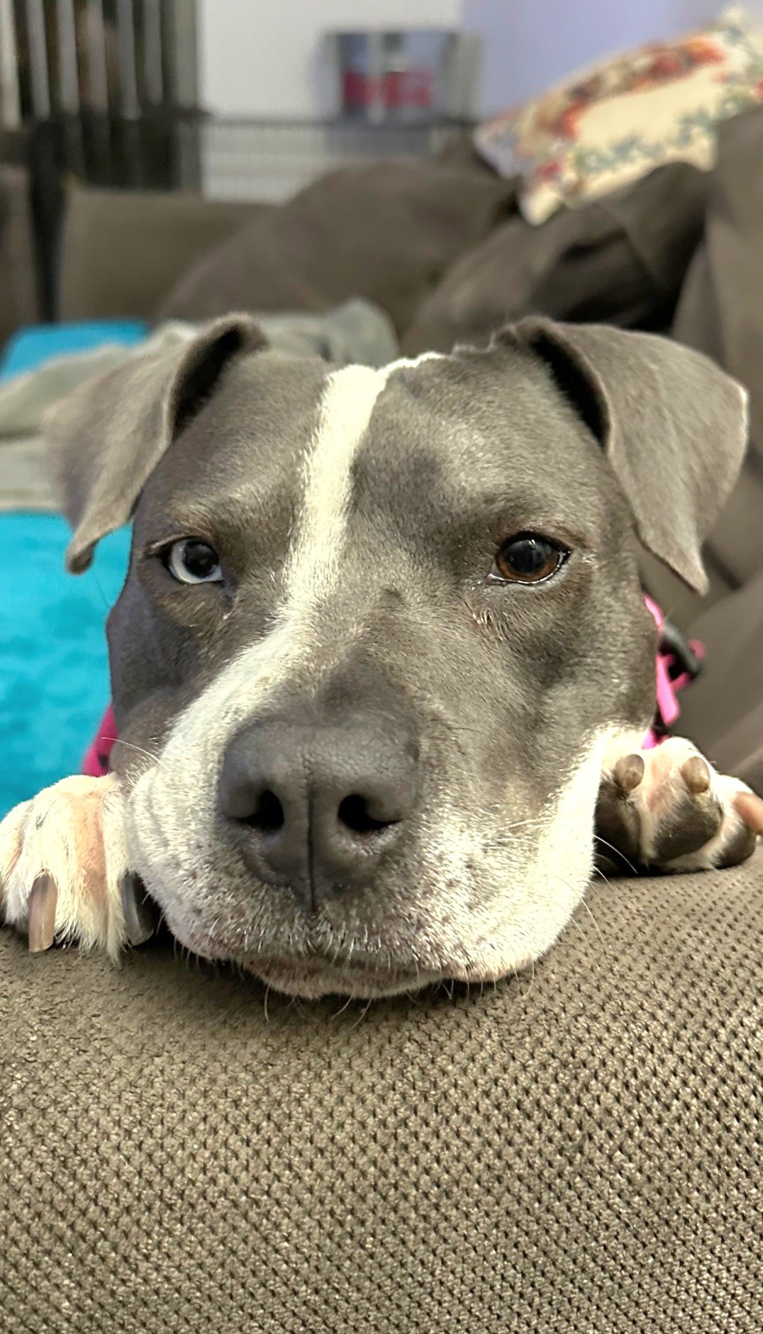 Sabrina Female Siberian Husky Pitbull Mix