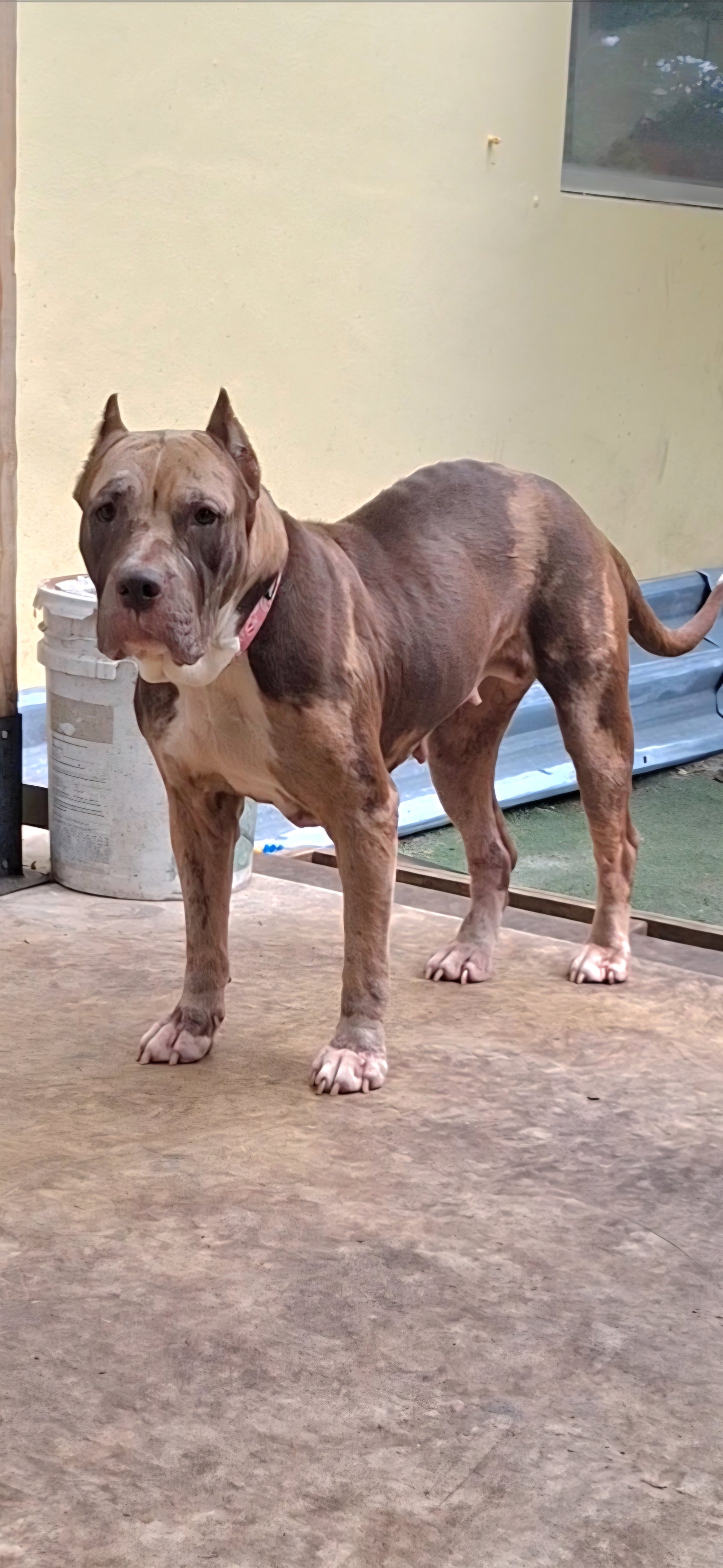Caramel Female American Staffordshire Terrier