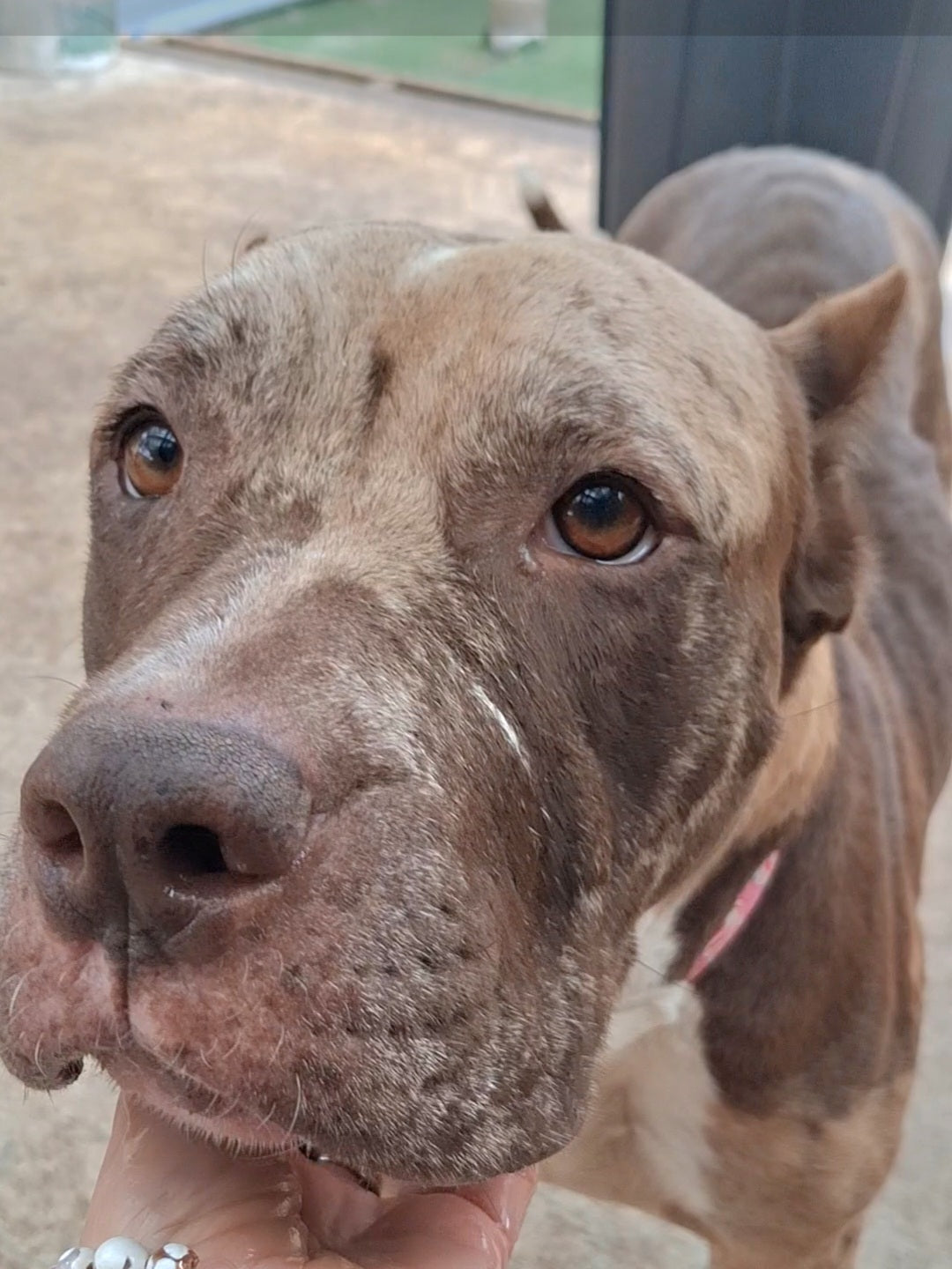 Caramel Female American Staffordshire Terrier