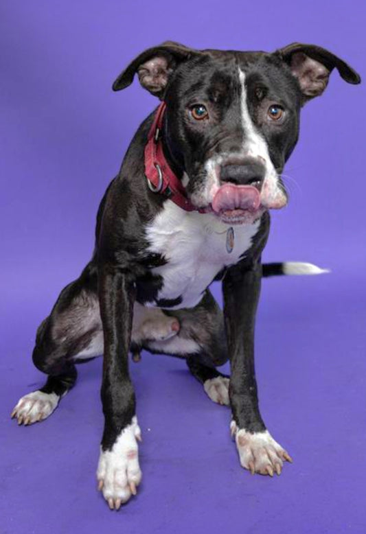 Cesar Male American Staffordshire Terrier