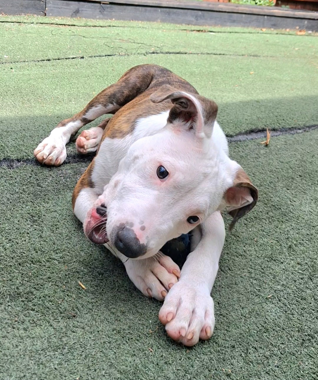 Patrick Male Bull Terrier Puppy
