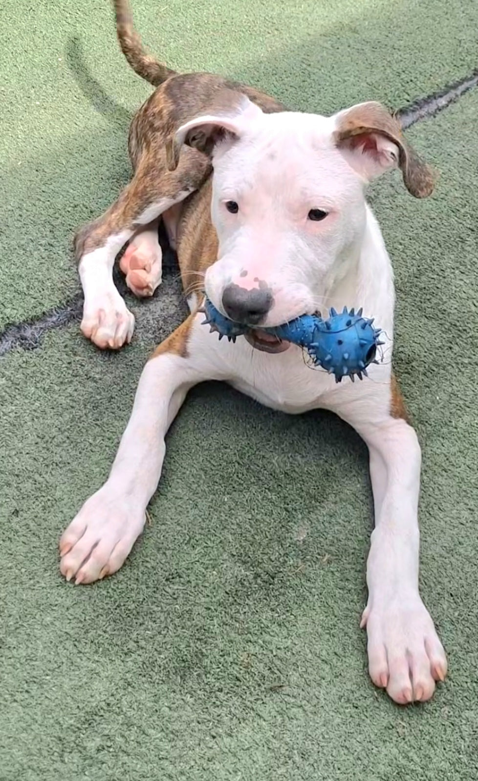 Patrick Male Bull Terrier Puppy