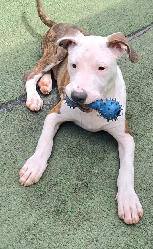 Patrick Male Bull Terrier Puppy