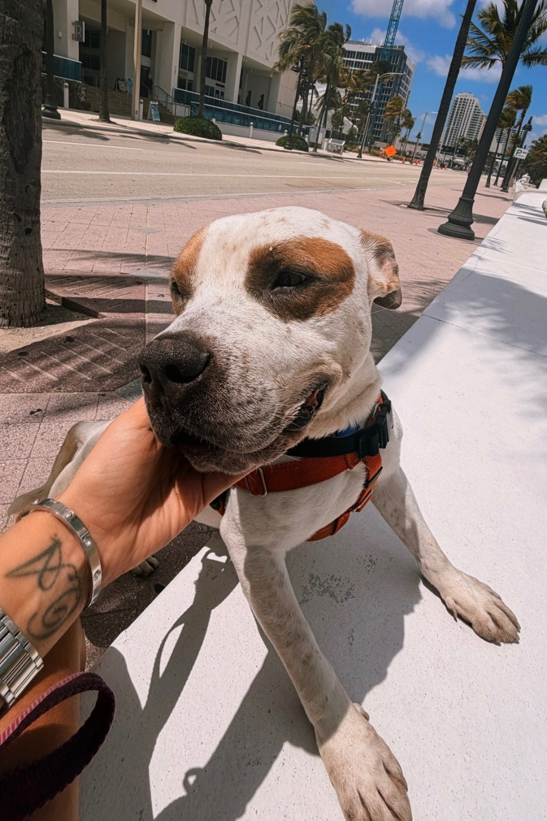 Domino Male Bulldog AM Staff Mix