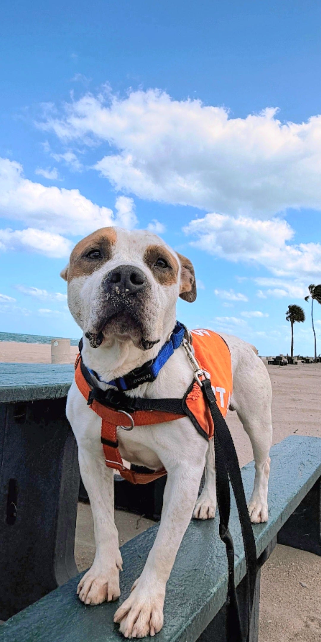 Domino Male Bulldog AM Staff Mix