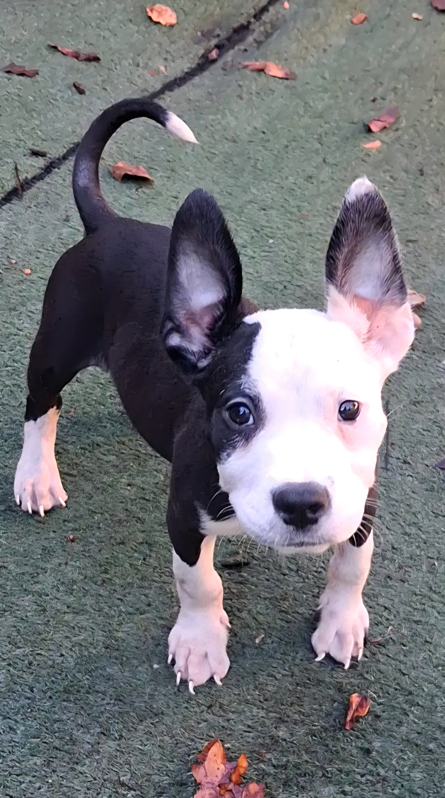 Derby Male American Staffordshire Terrier Puppy