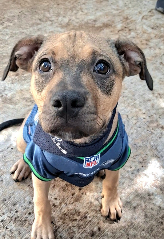 Bauer Male American Staffordshire Terrier Mix Puppy