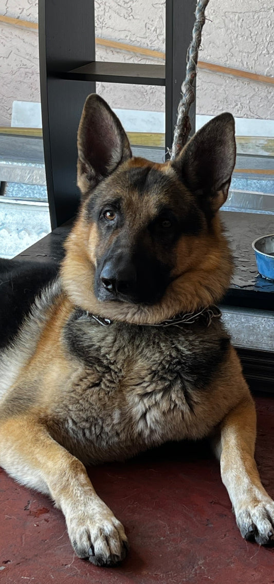 Bently Male German Shepherd