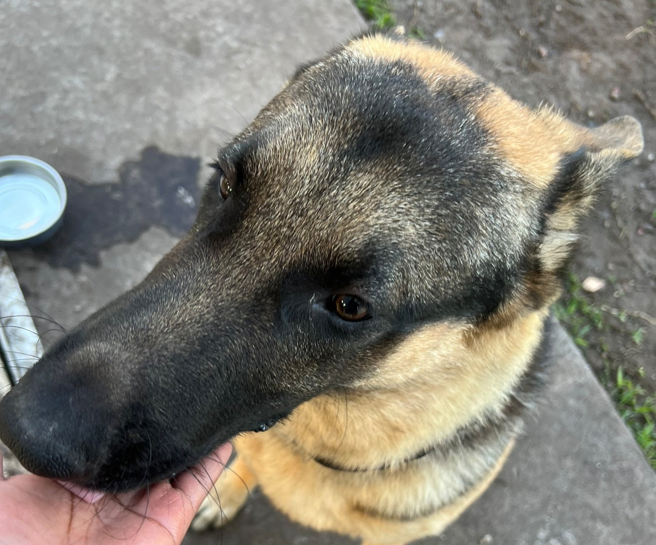 Bently Male German Shepherd