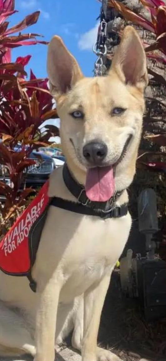 Yari Female Siberian Husky Shepherd Mix