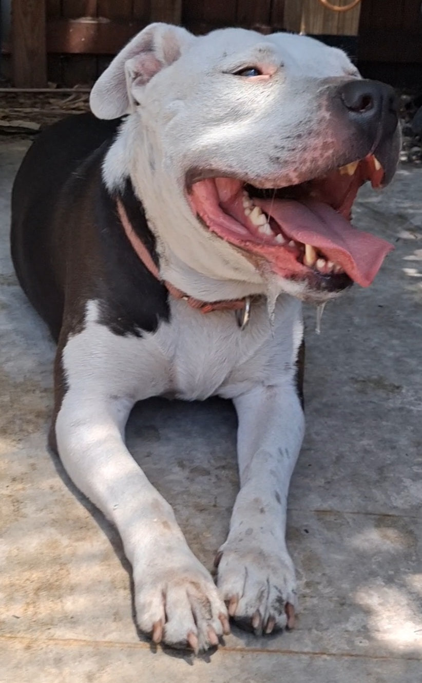 Georgia Female American Staffordshire Terrier