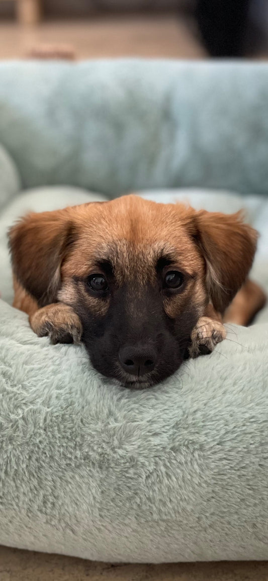 Lucky Male German Shepherd Mix Puppy