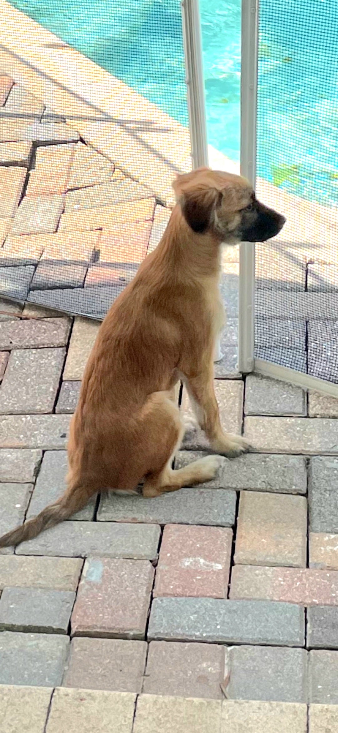 Lucky Male German Shepherd Mix Puppy