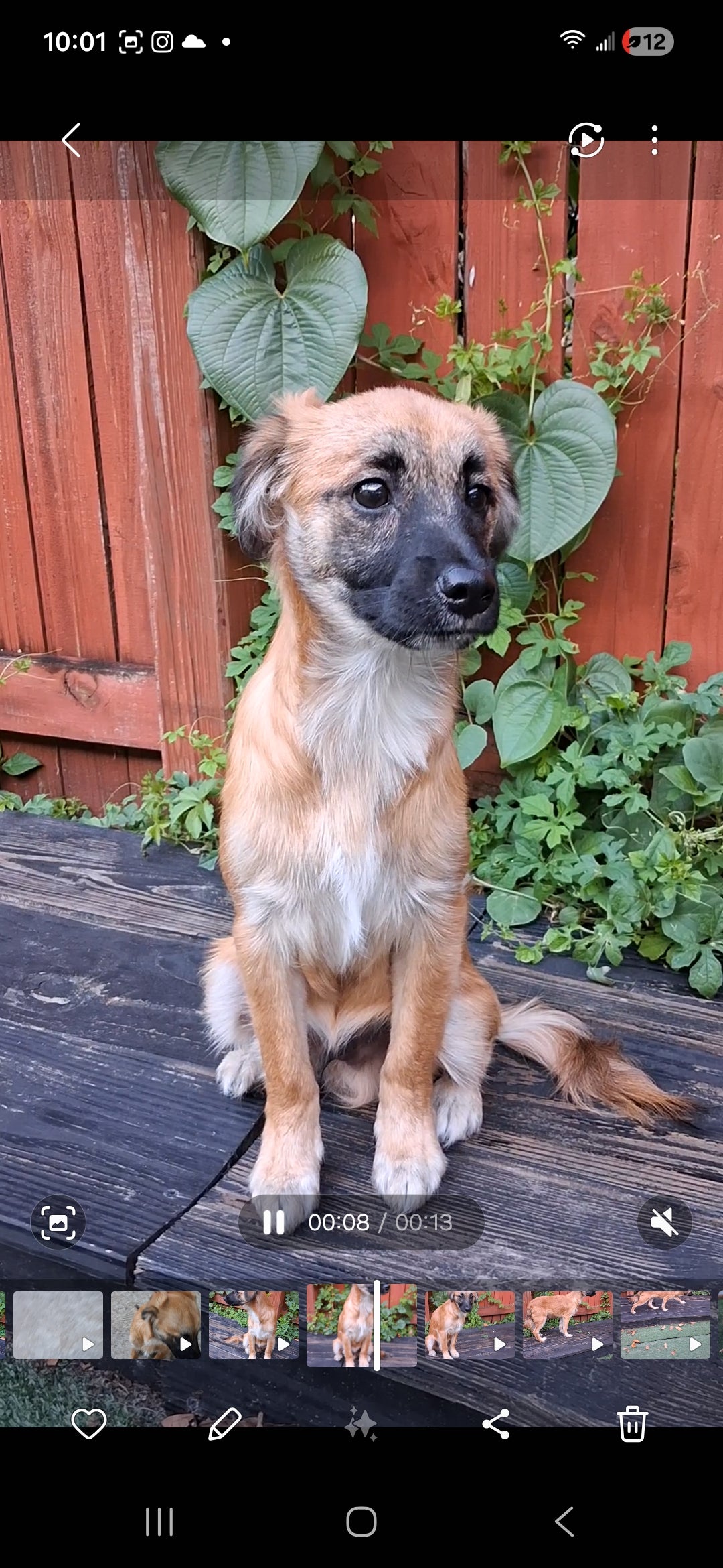 Lucky Male German Shepherd Mix Puppy