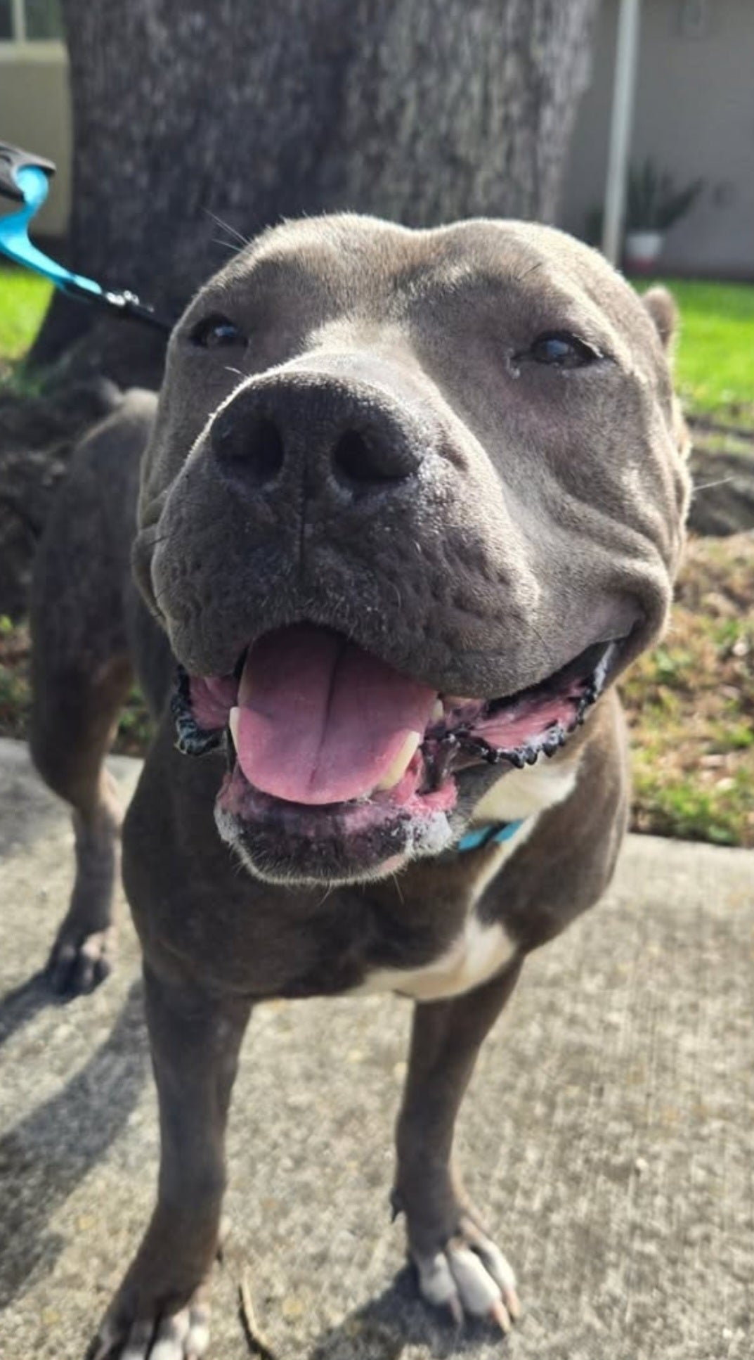 Sky Female American Pit Bull Terrier