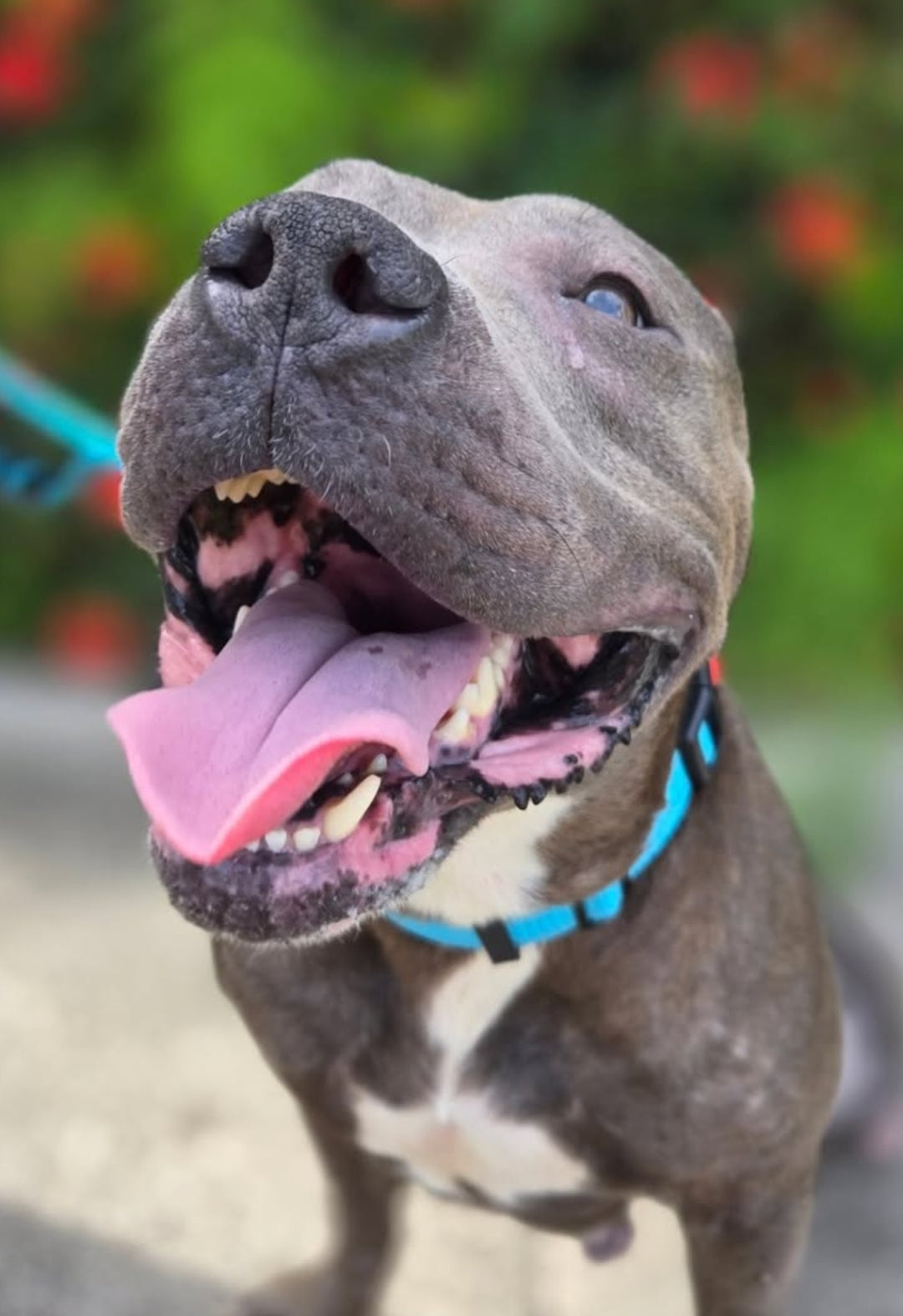 Sky Female American Pit Bull Terrier