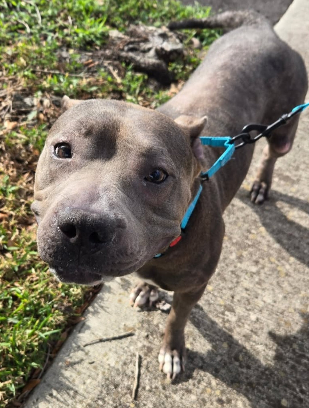 Sky Female American Pit Bull Terrier