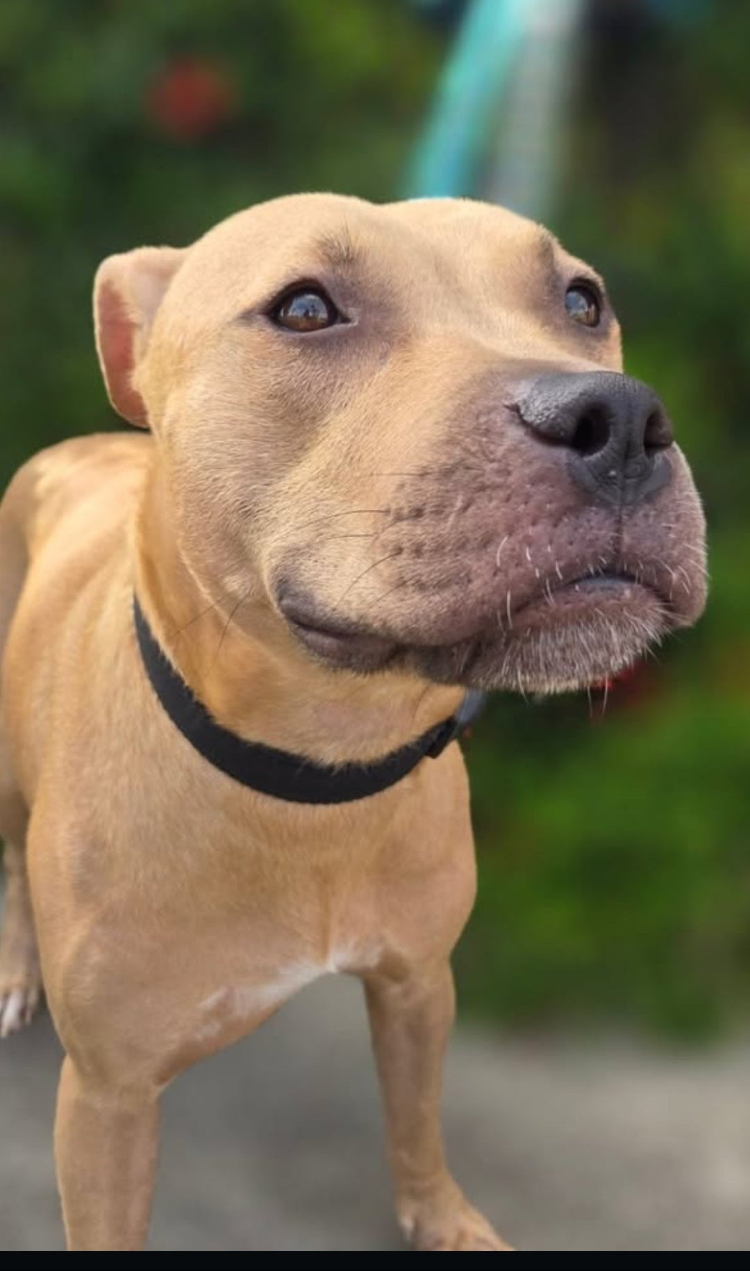 Vegas Female American Staffordshire Terrier