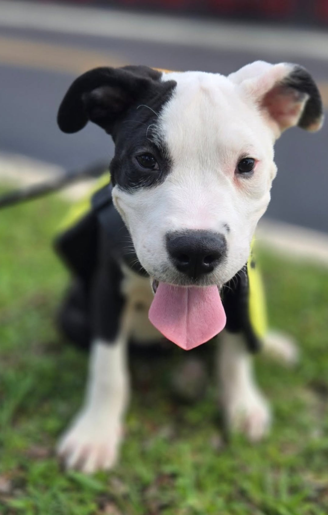 Derby Male American Staffordshire Terrier Puppy