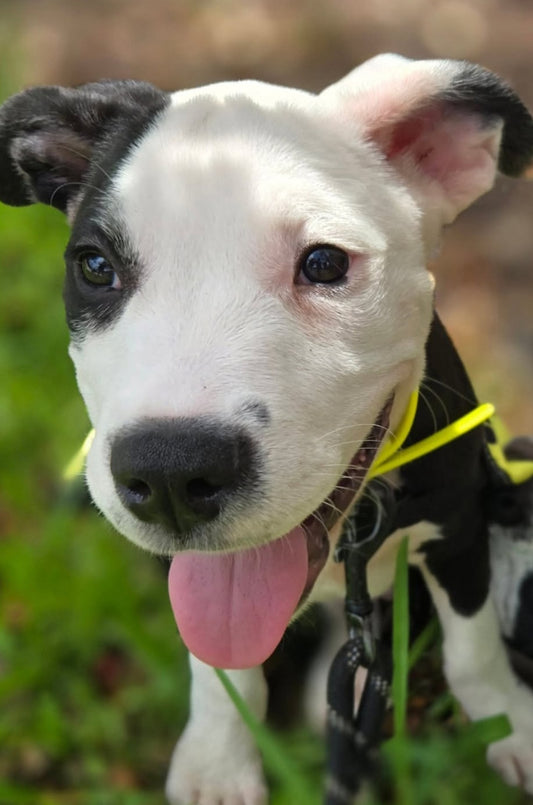 Derby Male American Staffordshire Terrier Puppy