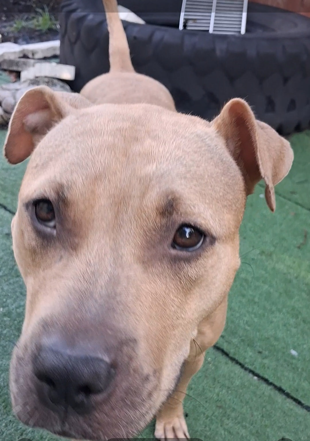Vegas Female American Staffordshire Terrier