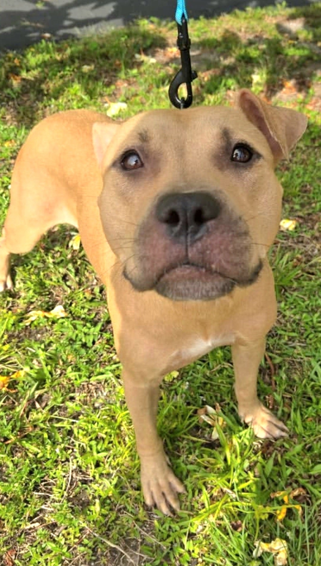 Vegas Female American Staffordshire Terrier