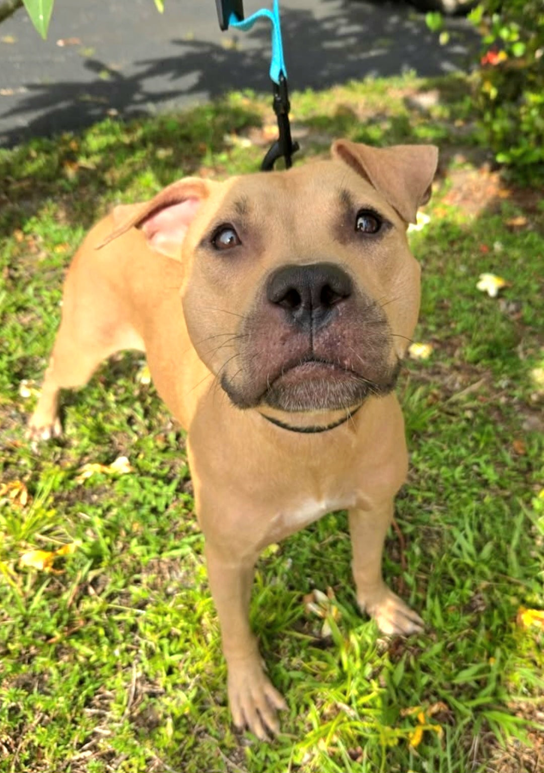 Vegas Female American Staffordshire Terrier
