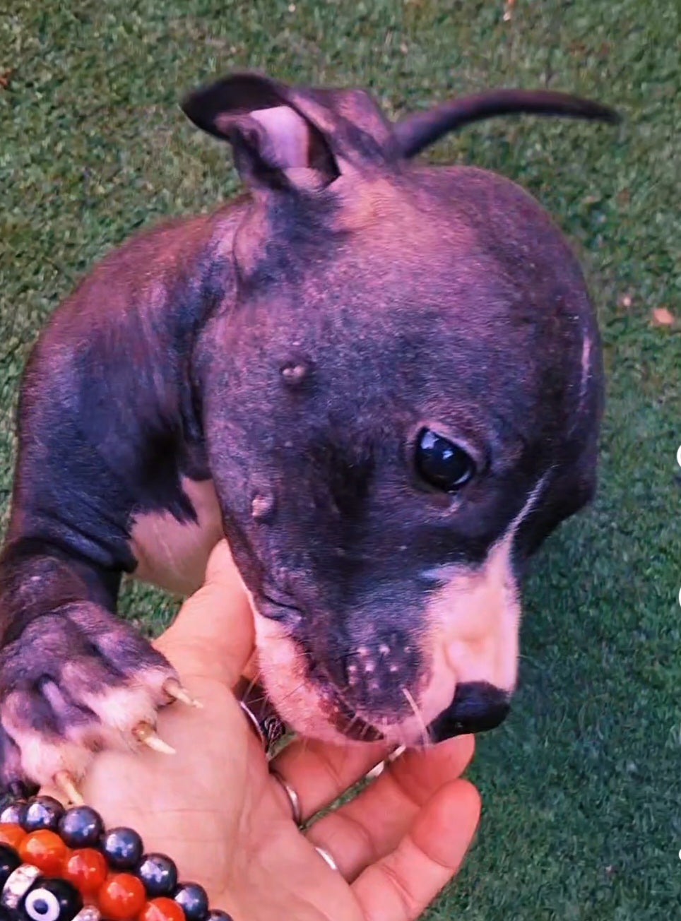 Deuce Male American Staffordshire Terrier Puppy