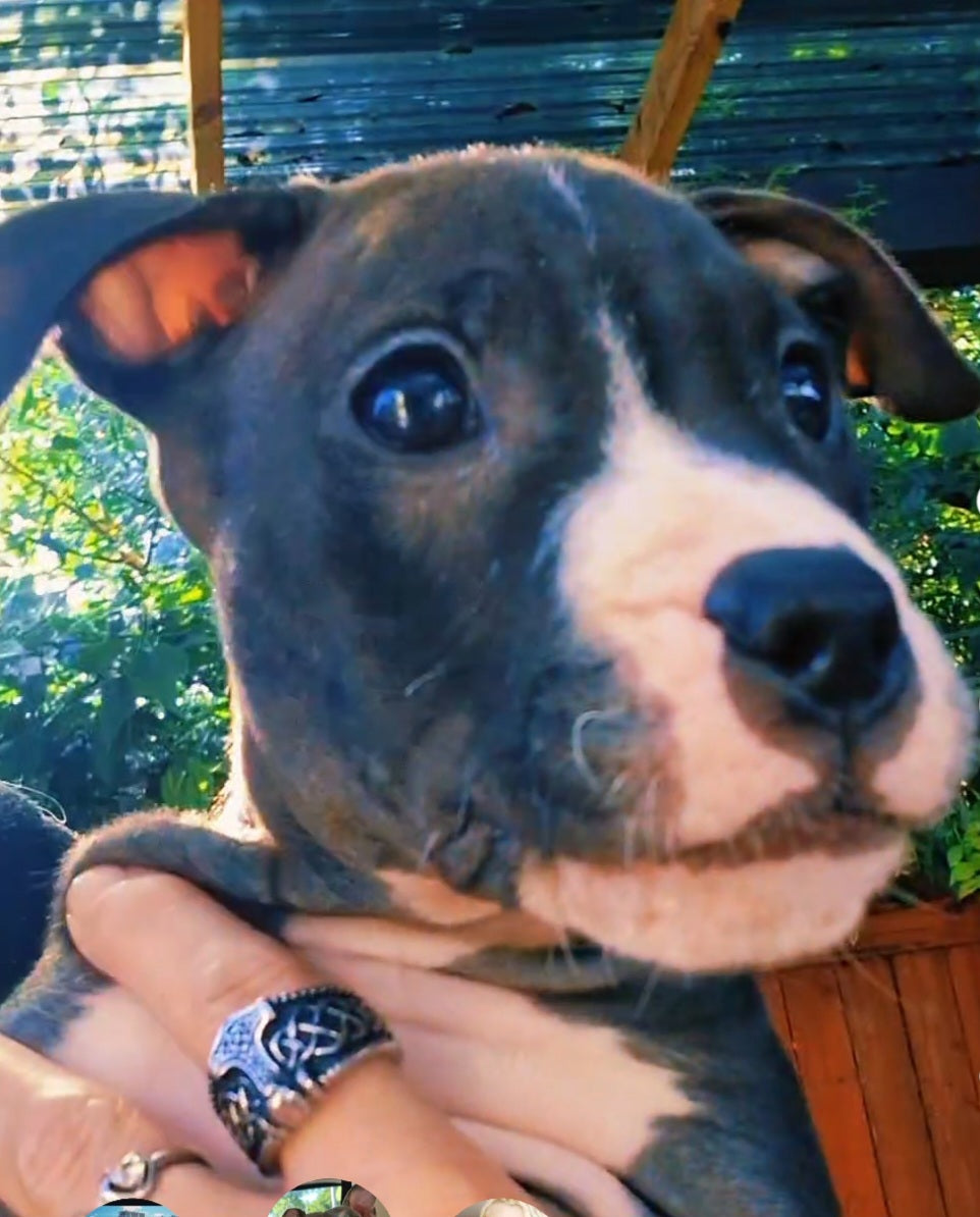 Deuce Male American Staffordshire Terrier Puppy