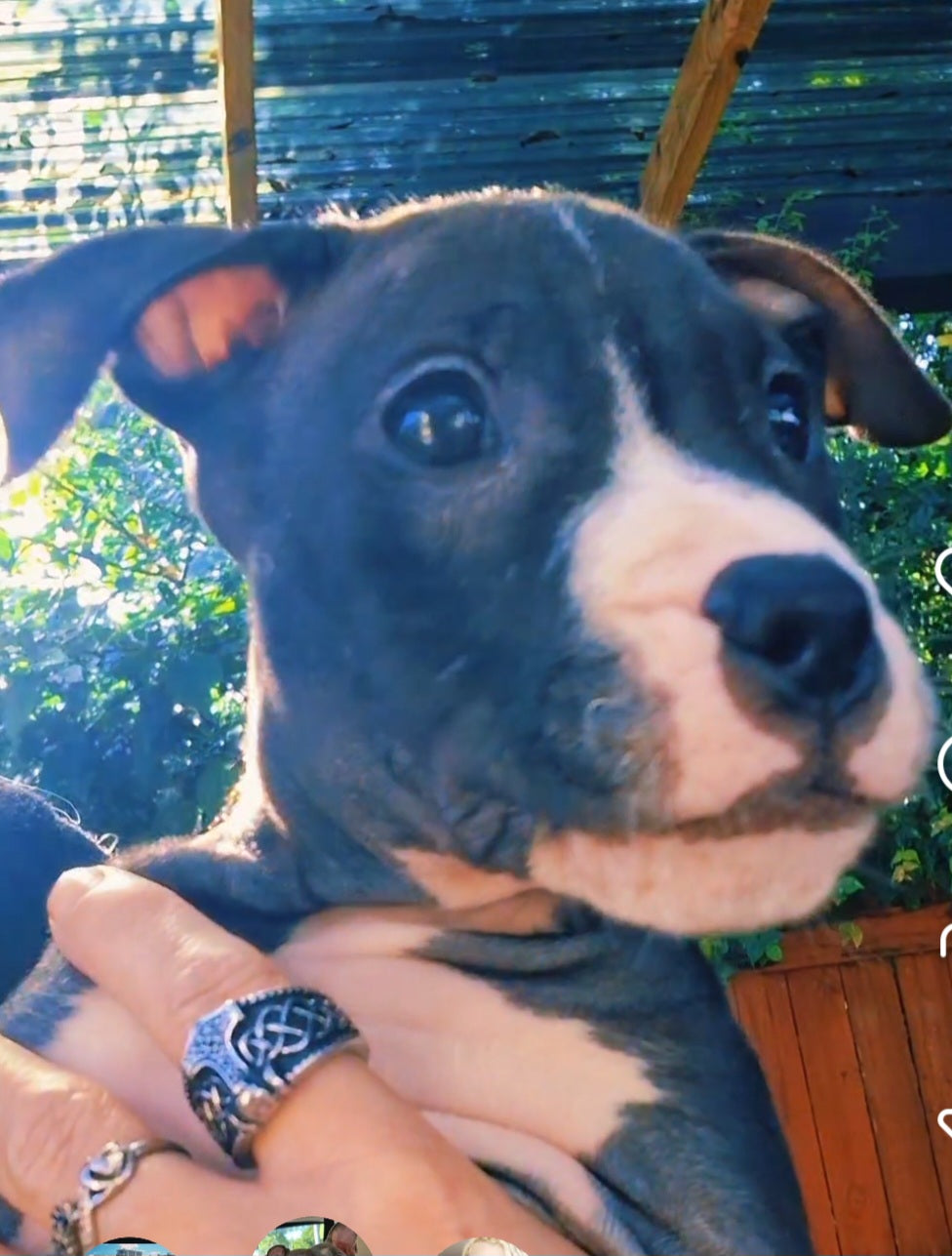 Deuce Male American Staffordshire Terrier Puppy