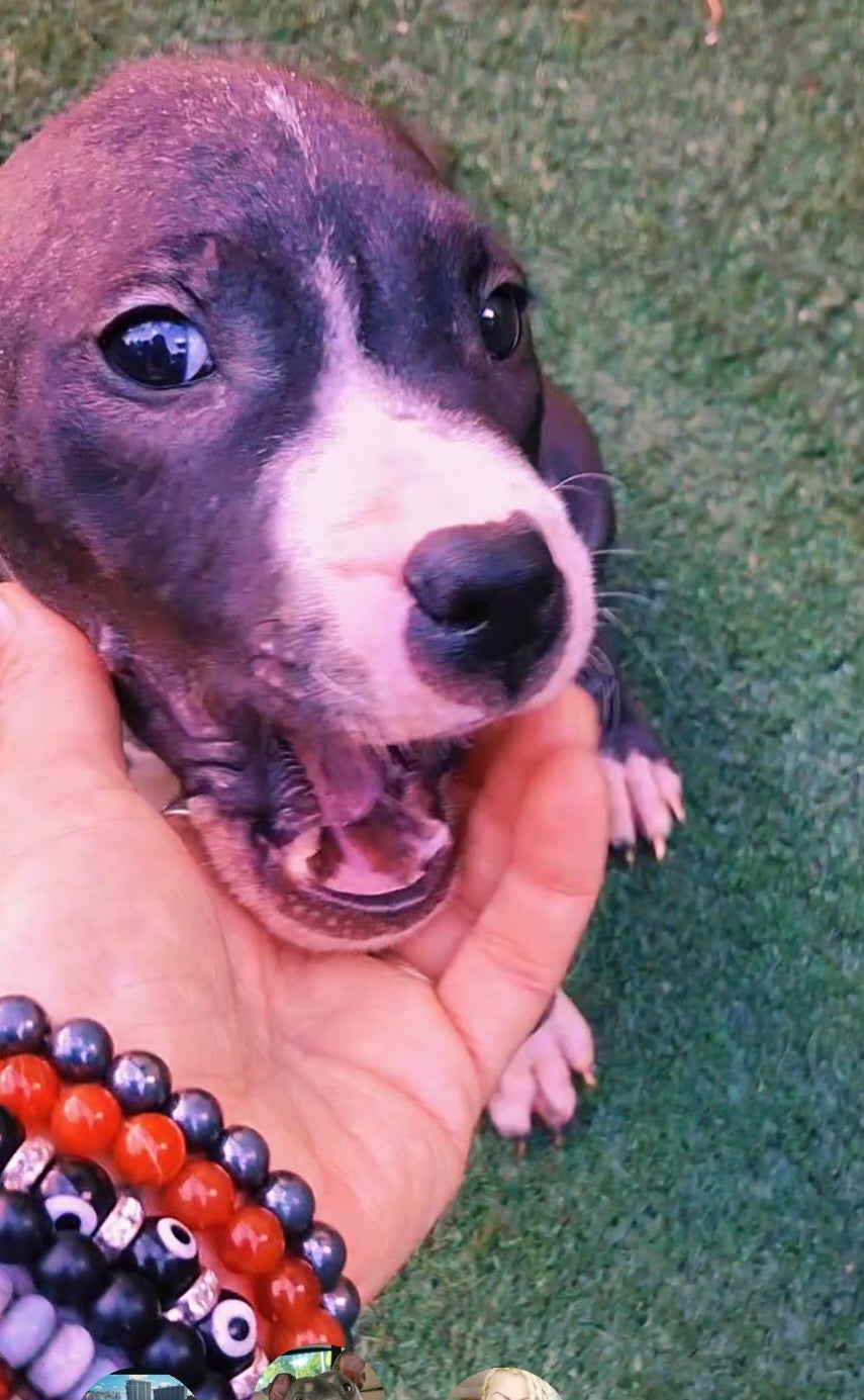 Deuce Male American Staffordshire Terrier Puppy