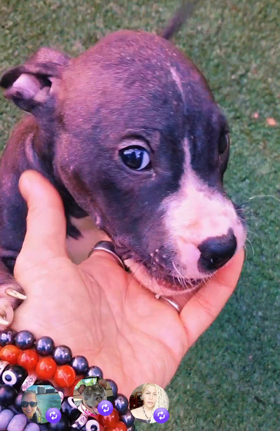 Deuce Male American Staffordshire Terrier Puppy