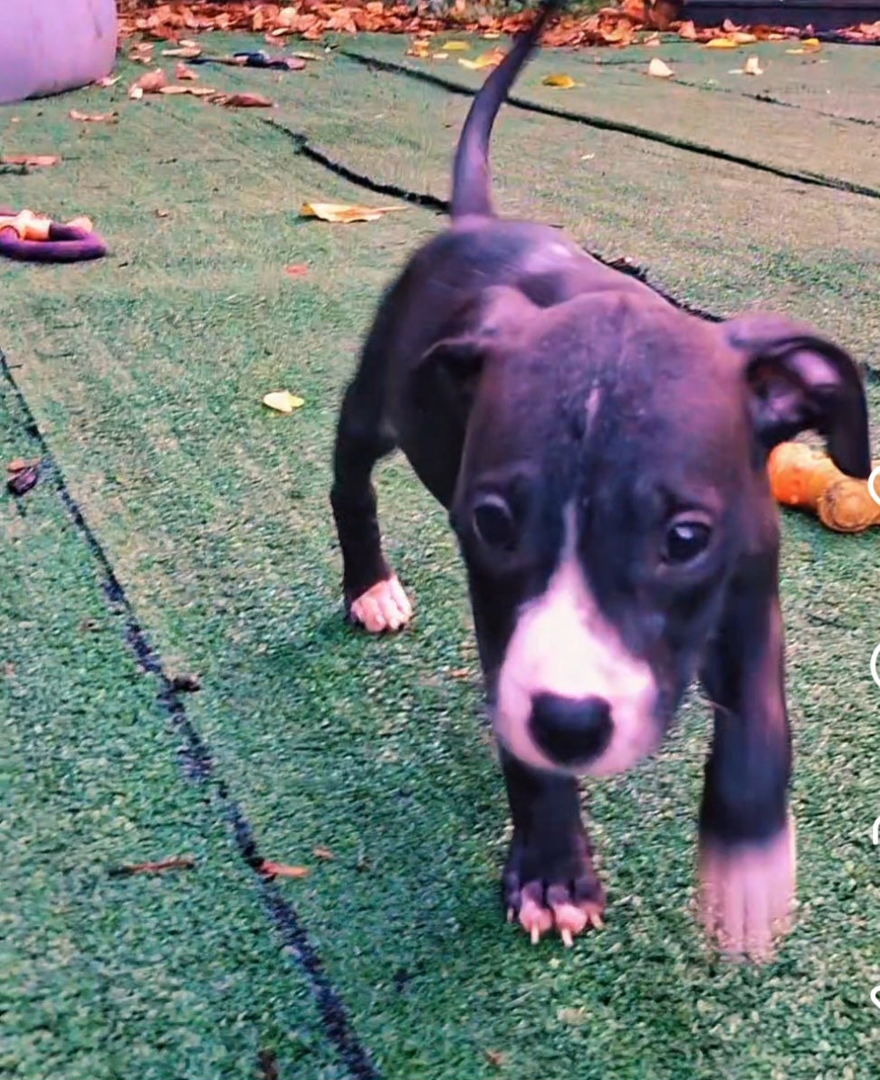 Deuce Male American Staffordshire Terrier Puppy