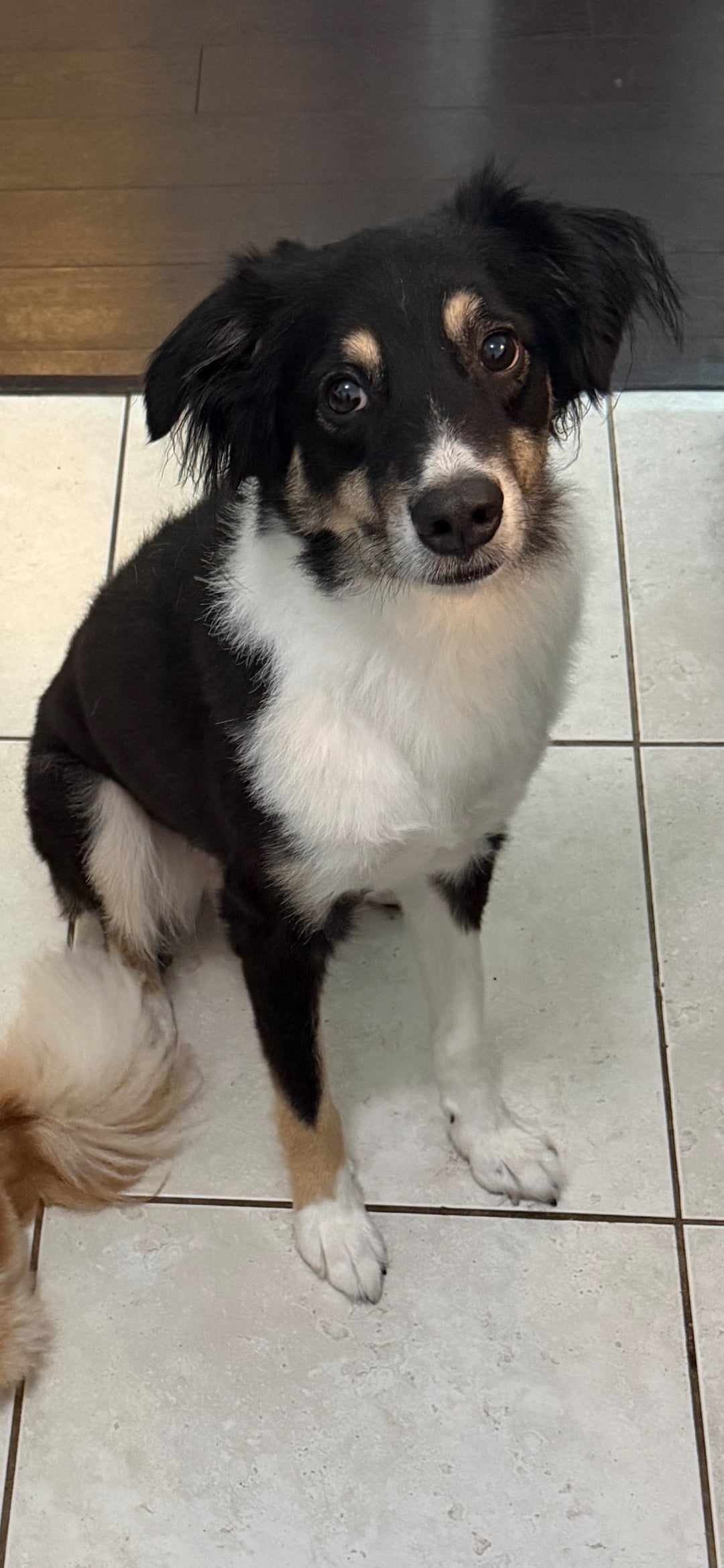 Butch Male Australian Shepherd