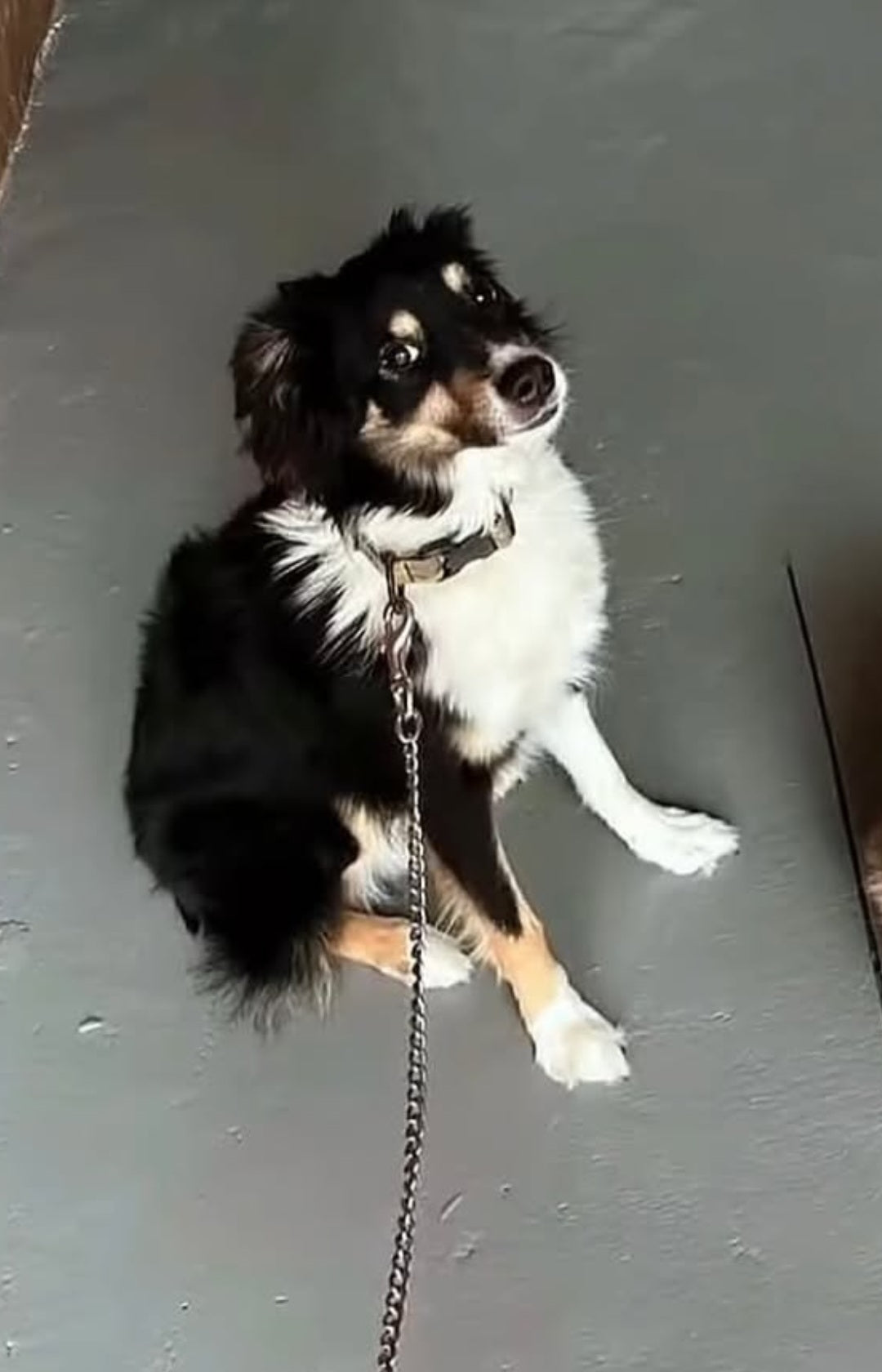 Butch Male Australian Shepherd