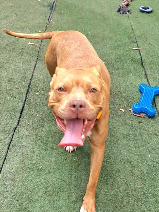Andy Female American Staffordshire Terrier