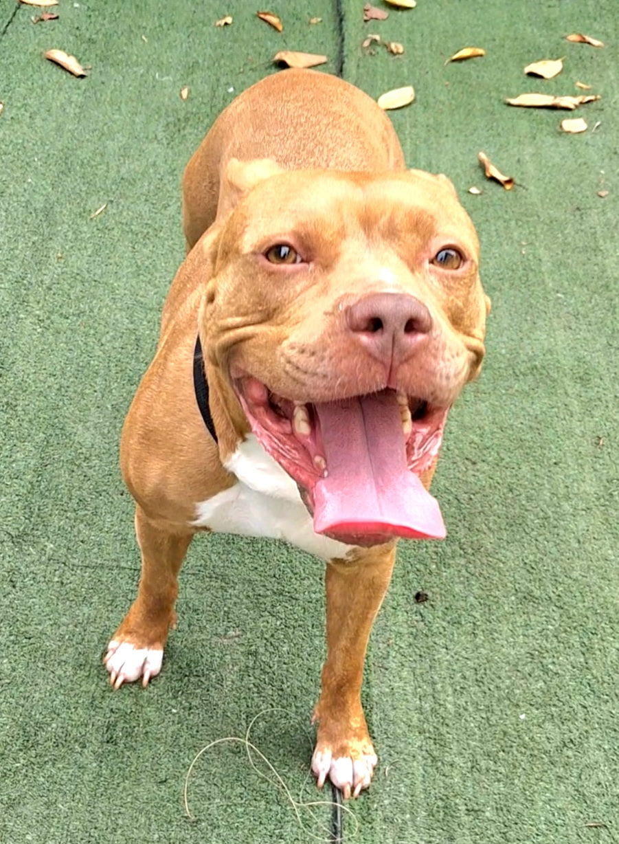 Andy Female American Staffordshire Terrier