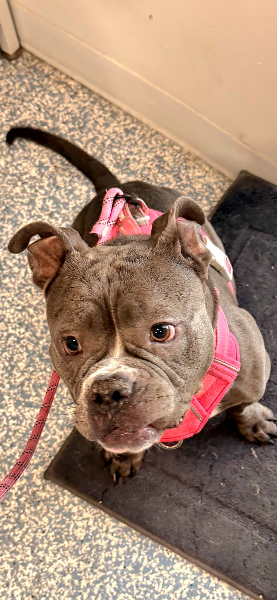 Marlow Female American Low Rider Bulldog