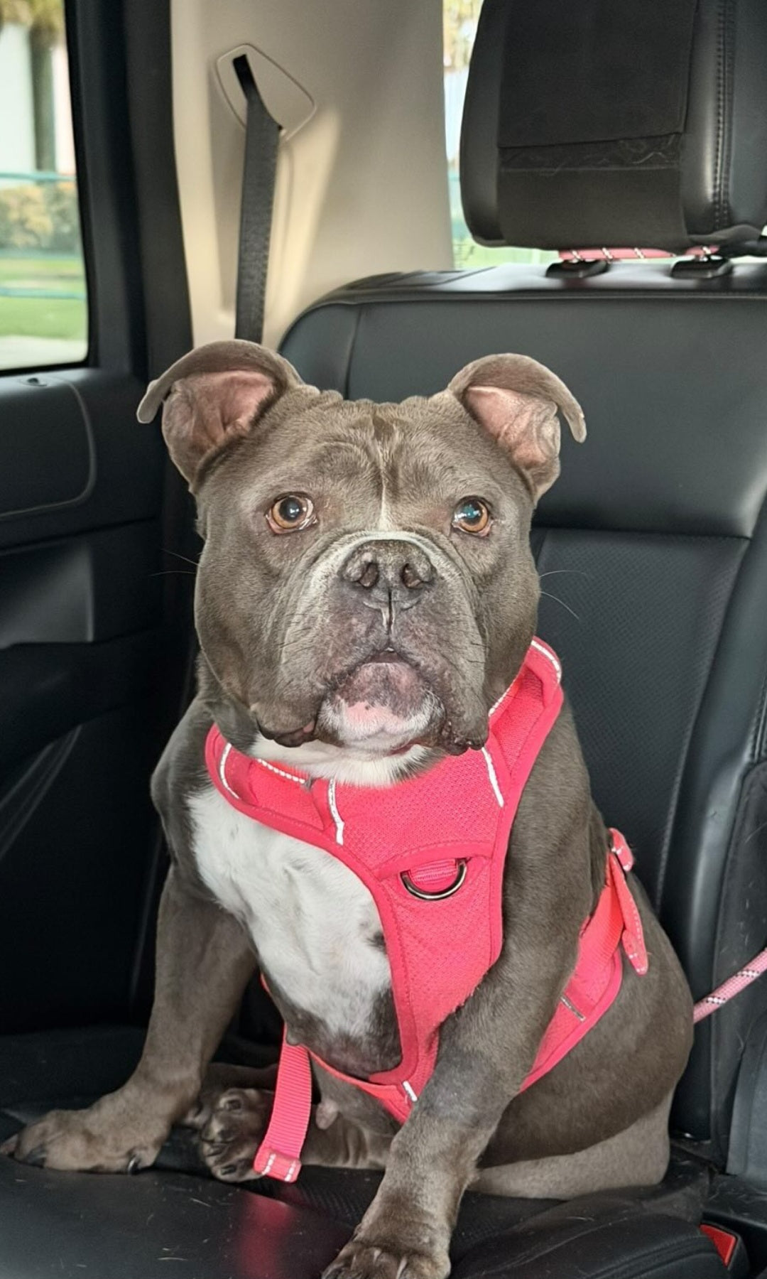 Marlow Female American Low Rider Bulldog