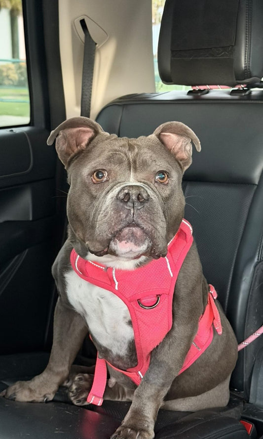 Marlow Female American Low Rider Bulldog