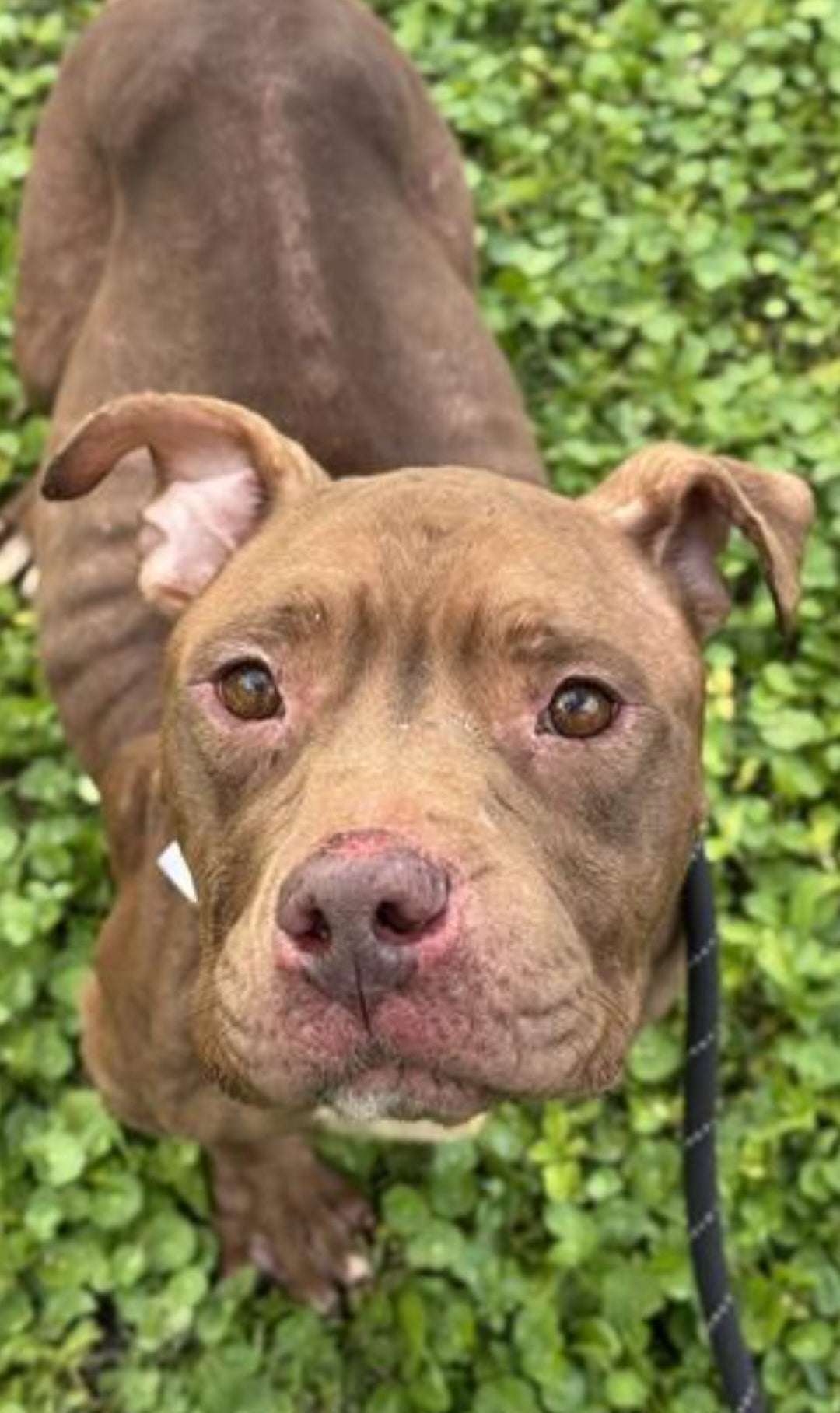 Coco Female American Bulldog